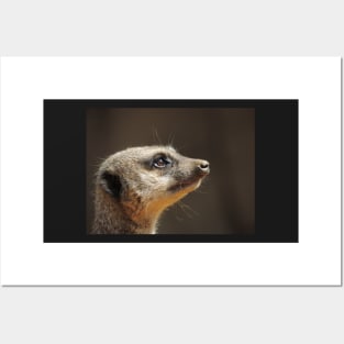 Meerkat Posters and Art